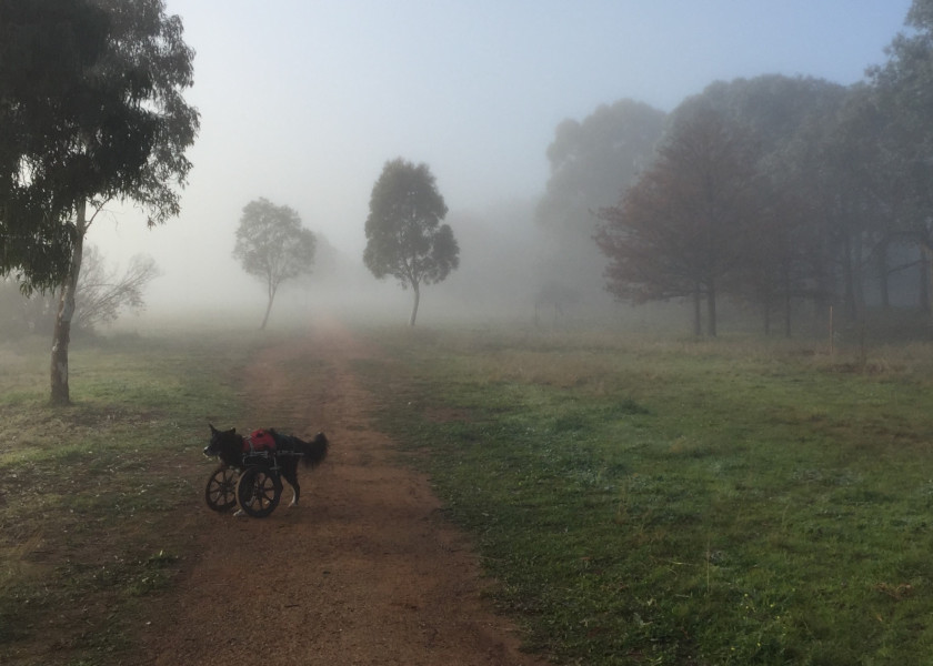 amputee dog walks in wheelchair