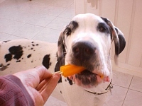 Three legged Dane Dog Moose