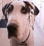 Three legged Dane Dog Moose