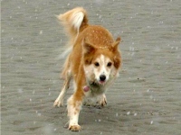 Three Legged Sheltie Mix Bone Cancer Dog Addie