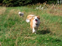 Three Legged Sheltie Mix Bone Cancer Dog Addie