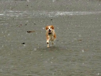 Three Legged Sheltie Mix Bone Cancer Dog Addie