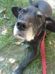 Senior Tripawd Ken