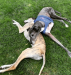 Finn the Dane Recovers