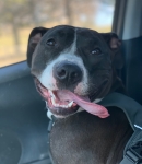 Tripawd Bull Dog Gretta