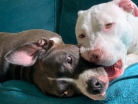 Gretta and Gurgi