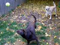 Three Legged Chocolate Lab Jack Plays