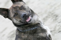 Adopt three legged rescue dog Kudo