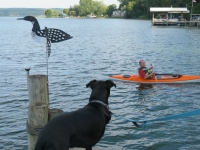 Tripawd Lab Maggie Rigoulot