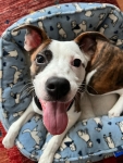 Dingo the Illinois Tripawd Rescue