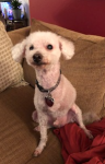 Tiny Tripawd Findley