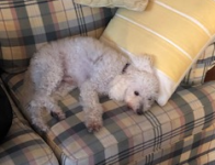 Tiny Tripawd Findley