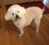 Tiny Tripawd Findley