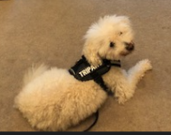 Tiny Tripawd Findley