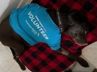 Bo the Chocolate Lab Recovers from Amputation Surgery