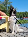 Rescue Tripawd Vienna from Lebananon