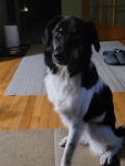 Rescue Tripawd Vienna from Lebananon