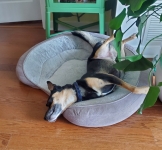 Tripawd Tuesday Zuko the Rescue Dog