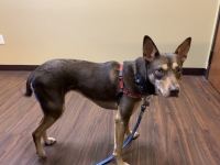 Tripawd Whiskey (before amputation)