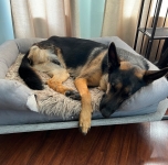Sagan the Tripawd German Shepherd Rescue Dog