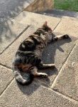 Tripawd Cat Cyrprus Brennen