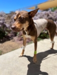 whiskey after amputation