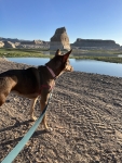 Whiskey after thorascopy surgery for lung metastasis