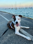 Dingo the Illinois Tripawd Rescue