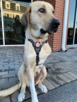 Anniston Tennessee Tripawd Rescue