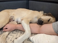 Anniston Tennessee Tripawd Rescue