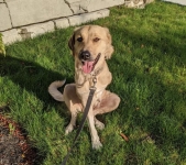 Anniston Tennessee Tripawd Rescue