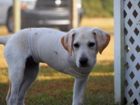 Ari Baynes AKC Obedience Tripawd