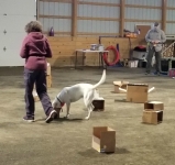 AKC Ari Baynes Rally Obedience
