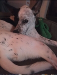Banksy's Tripawd Healing Story
