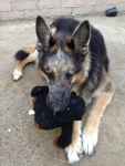 Baron Fights Bone Cancer