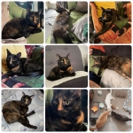 three legged cat Bella