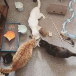 three legged cat Bella and siblings