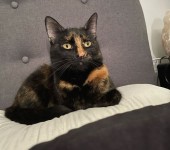 three legged cat Bella