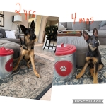 Sagan the Tripawd German Shepherd Rescue Dog