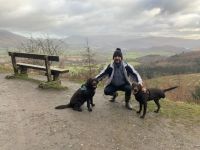 Cheeky Coco Tripawd Chocolate Lab