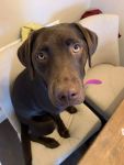 Cheeky Coco Tripawd Chocolate Lab