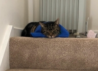 Tripawd Cat Cyrprus Brennen