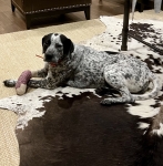 Dottie Pre Amputation