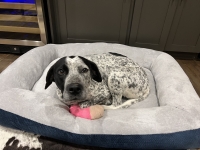 Dottie Pre Amputation