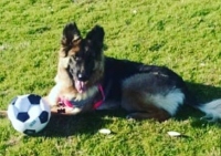 German Shepherd amputee