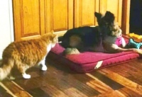 German Shepherd amputee