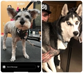 Tripawd and Siblings