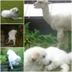 Pyrenese Tripawd Gabriel