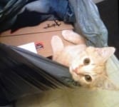 Tripawd Tuesday Hiroaki ostesoarcoma