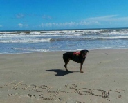 Rottie, Osteosarcoma, Tripawd